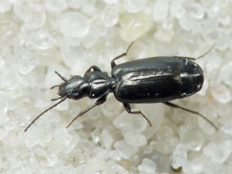 Microlestes Schmidt-Goebel, 1846